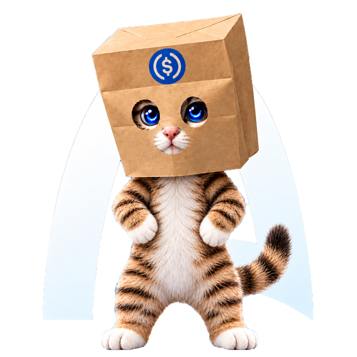 Box cat